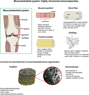 Producing 3D Biomimetic Nanomaterials for Musculoskeletal System Regeneration